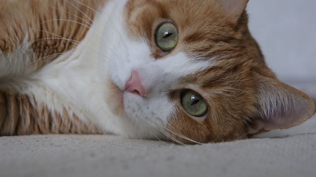 На утрах четыре часов часа